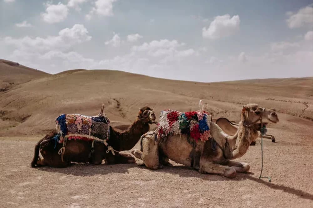 Agafay Camel Ride – Jellaba + 40-Min Ride + Moroccan Tea - 2