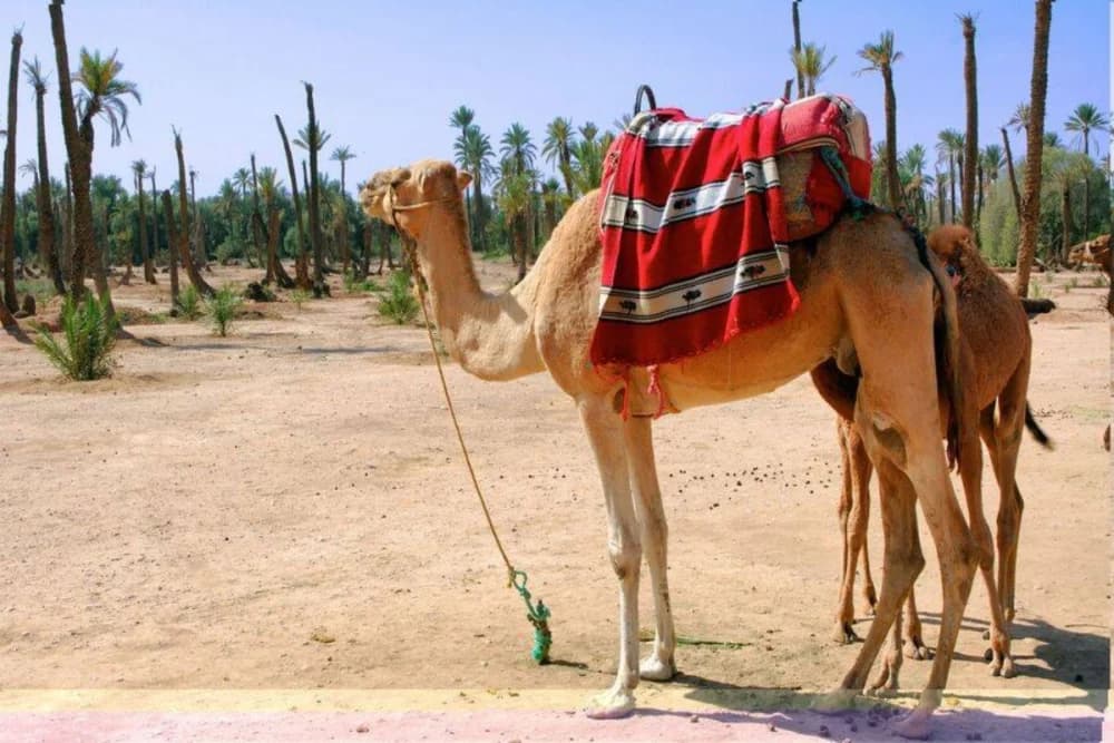 Camel Ride in Marrakech Palmeraie – 1-Hour Tour with Tea & Photos - 3